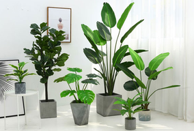 選擇綠植租擺為何比買綠植合適呢？